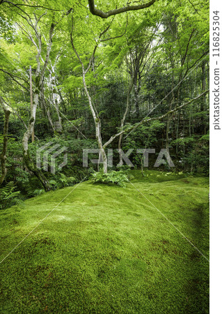京都/奧佐賀只王寺（夏季） 116825304