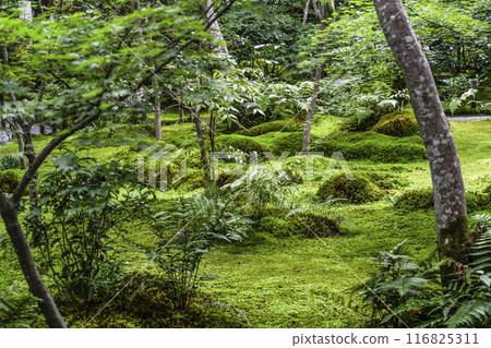 京都/奧佐賀只王寺（夏季） 116825311