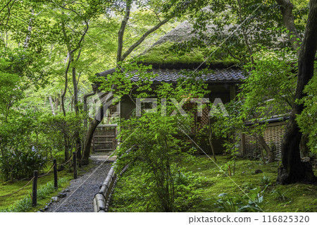 Kyoto/Okusaga: Gionji Temple (Summer) 116825320