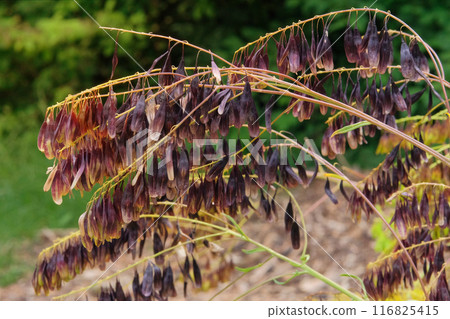 Isatis in mountain. Flowers blooming. Cottage garden. Cultivated for its beauty flowers. Isatis in mountain. Flowers blooming. Cottage garden. Cultivated for its beauty flowers. 116825415