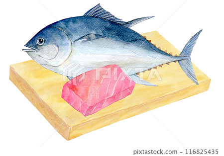 切板上的水彩插圖鮪魚 116825435