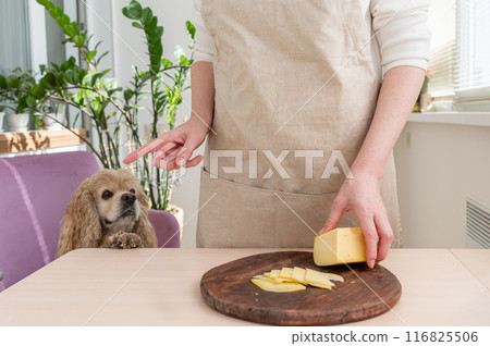 A dog begs for a piece of cheese while a woman cuts cheese. 116825506