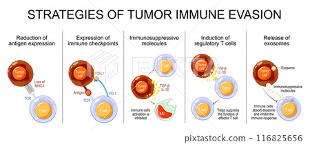 Tumor immune evasion. Antigenic escape 116825656