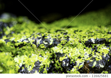 Natural green duckweed on the water. Growing  duckweed. 116825681