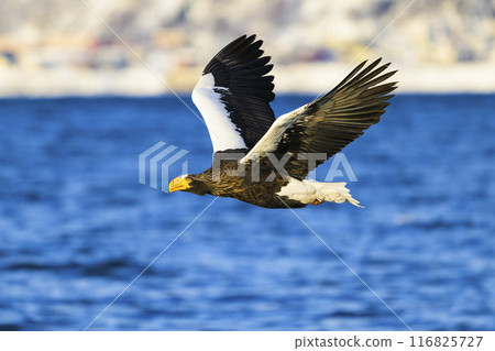 Steller's sea eagle Steller's sea eagle 116825727