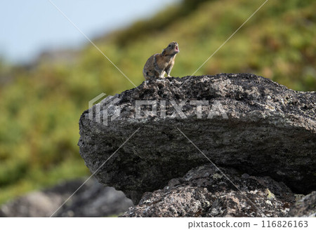 在大雪山的Pika兔子 在大雪山的Pika兔子 116826163