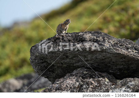 Pika rabbit in Daisetsuzan 116826164