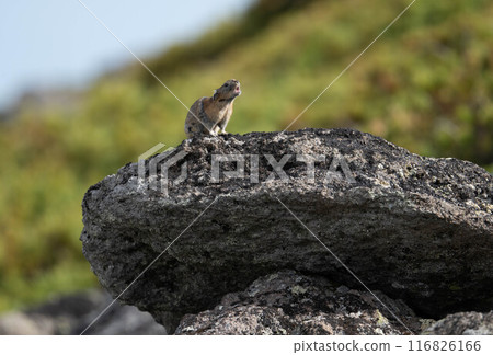 Pika rabbit in Daisetsuzan Pika rabbit in Daisetsuzan 116826166