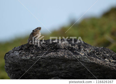 在大雪山的Pika兔子 在大雪山的Pika兔子 116826167
