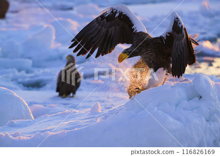 在冰上的大鷹 116826169