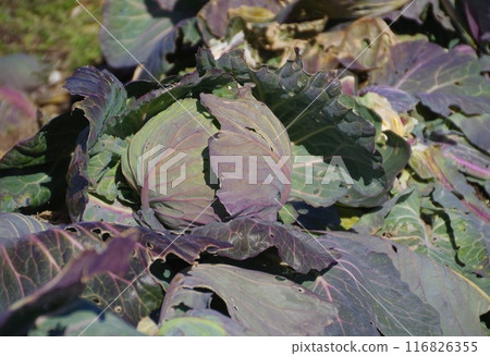 Spring cabbage grows sweeter 116826355