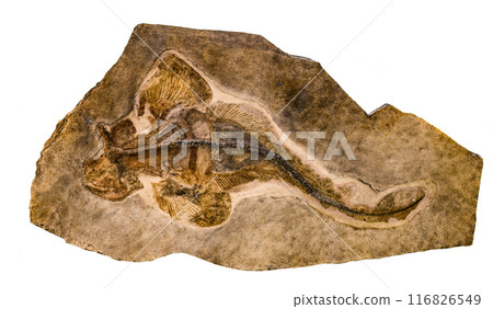Marine animal Pseudorhina alifera fossil or prehistoric shark fish impint in stone isolated on a white background Marine animal Pseudorhina alifera fossil or prehistoric shark fish impint in stone isolated on a white background 116826549
