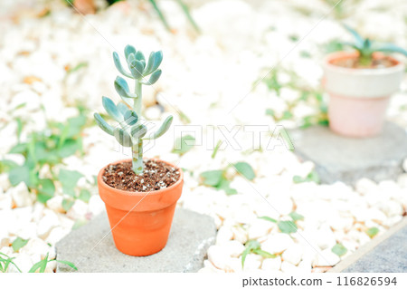 Small flower pot 116826594