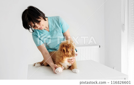 Red Nova Scotia Duck Tolling Retriever Puppy Being Examined At The Vet Clinic Red Nova Scotia Duck Tolling Retriever Puppy Being Examined At The Vet Clinic 116826601