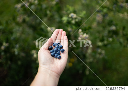 Female hand picked blueberries at backyard. Fresh and ripe organic blueberries grow in a garden on a summer day. Blueberry crop before harvest Female hand picked blueberries at backyard. Fresh and ripe organic blueberries grow in a garden on a summer day. Blueberry crop before harvest 116826794