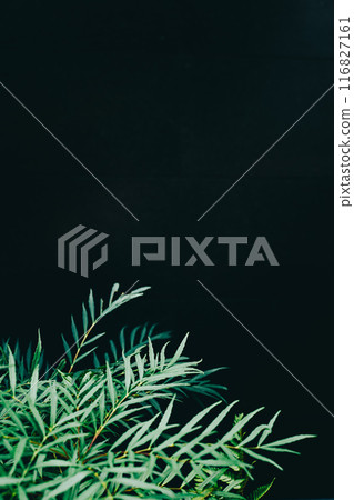 Background image of green leaves floating on a black background Background image of green leaves floating on a black background 116827161