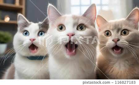 三隻可愛的貓咪張大了眼睛和嘴巴，臉上露出驚訝的表情。客廳背景 116827183