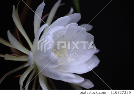 月光下綻放出美麗 116827239