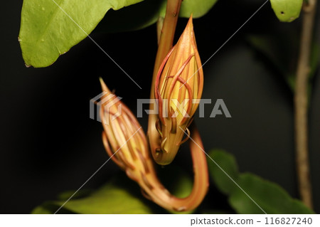 月光下綻放出美麗 月光下綻放出美麗 116827240