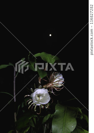 月光下綻放出美麗 月光下綻放出美麗 116827282