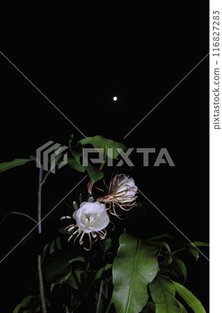 月光下綻放出美麗 116827283