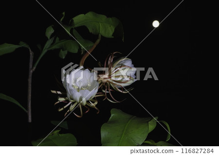 The night lily has bloomed 116827284