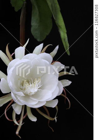 The night lily has bloomed The night lily has bloomed 116827308