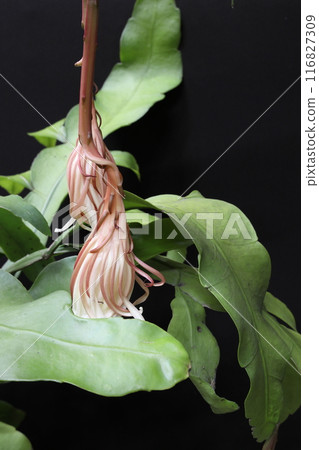 The night lily has bloomed The night lily has bloomed 116827309