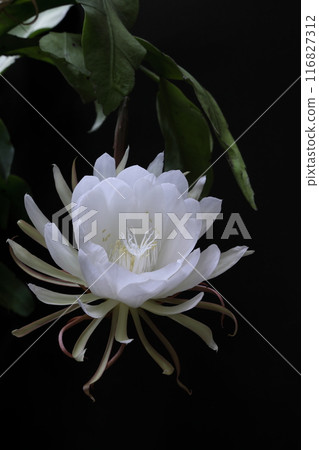 月光下綻放出美麗 116827312