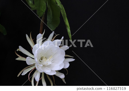 The night lily has bloomed The night lily has bloomed 116827319