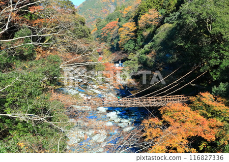 [德島縣]紅葉（祖谷的萬樂橋） 116827336