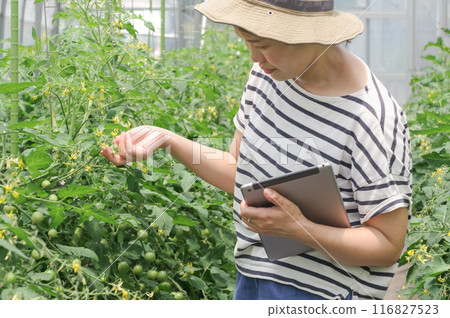 A woman managing crops using a tablet A woman managing crops using a tablet 116827523
