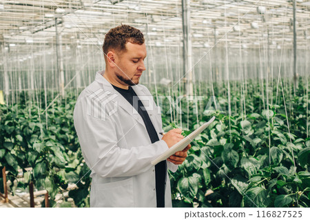 Male researcher in white coat walks on greenhouse between rows growing bell peppers, vegetables. Employee collects data on plant growth, green foliage for analysis and programming of irrigation system Male researcher in white coat walks on greenhouse between rows growing bell peppers, vegetables. Employee collects data on plant growth, green foliage for analysis and programming of irrigation system 116827525