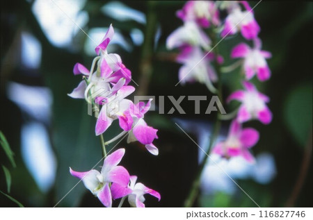 Bell-hanging orchids 116827746