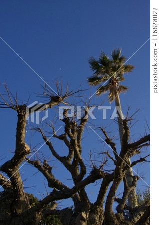Spring scenery of Enoshima Kanagawa Prefecture Tourism 116828022