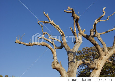 Spring scenery of Enoshima Kanagawa Prefecture Tourism 116828023