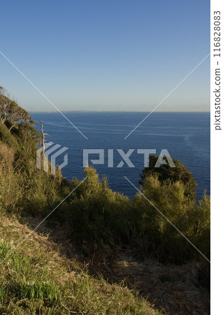 Spring scenery of Enoshima Kanagawa Prefecture Tourism Spring scenery of Enoshima Kanagawa Prefecture Tourism 116828083