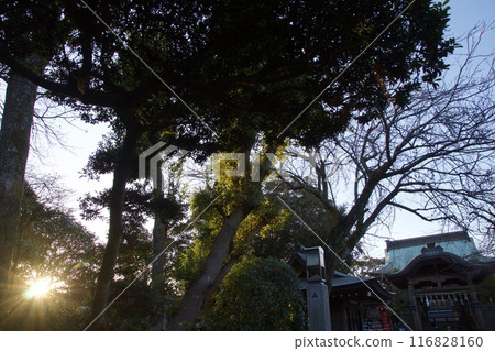 江之島的春天風景 神奈川縣旅遊局 江之島的春天風景 神奈川縣旅遊局 116828160