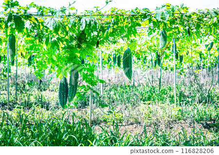 Bitter melon field in Okinawa prefecture Bitter melon field in Okinawa prefecture 116828206