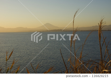 Spring scenery of Enoshima, evening view, Kanagawa Prefecture Tourism Spring scenery of Enoshima, evening view, Kanagawa Prefecture Tourism 116828215