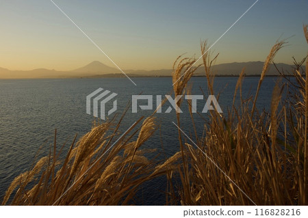 Spring scenery of Enoshima, evening view, Kanagawa Prefecture Tourism Spring scenery of Enoshima, evening view, Kanagawa Prefecture Tourism 116828216