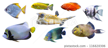 Collection, set of different tropical aquarium fishes isolated on white background 116828306