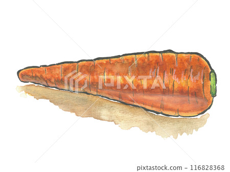 胡蘿蔔水彩 116828368