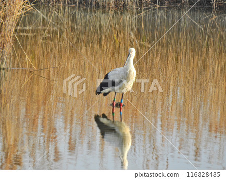 A large bird that flies to the waterside. A protected species of bird, the Oriental white stork. 116828485