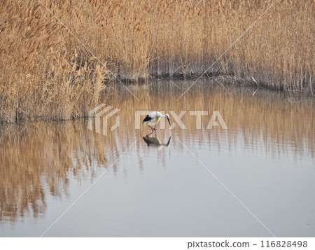 鸛，飛到水邊的大型鳥類和天然紀念物 116828498