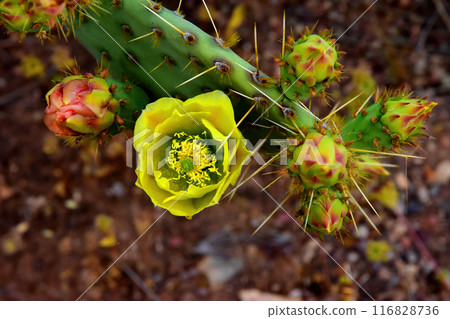 Prickly Pear Cactus Blossom Macro Prickly Pear Cactus Blossom Macro 116828736