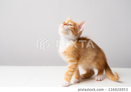 Ginger tabby little kitten on a grey background looks up. Animal portrait. Pet. Sitting posing. Beautiful funny kitten. Copy space Ginger tabby little kitten on a grey background looks up. Animal portrait. Pet. Sitting posing. Beautiful funny kitten. Copy space 116828953