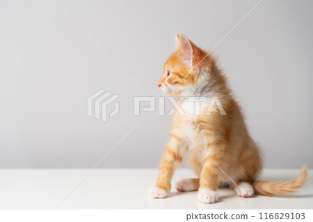 Ginger tabby little kitten on a grey background looks away. Animal portrait. Pet. Sitting posing Ginger tabby little kitten on a grey background looks away. Animal portrait. Pet. Sitting posing 116829103