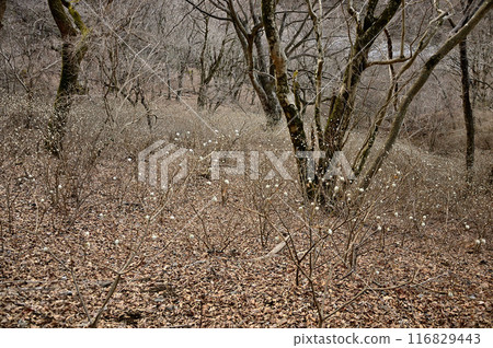 Hinokihoramaru in Tanzawa: Mitsumata buds filling the forest, waiting for spring 116829443