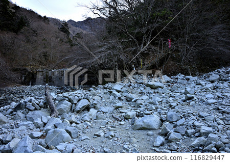 丹澤的檜木洞丸，強羅澤出愛的山道，清晨的寒冷色彩 116829447